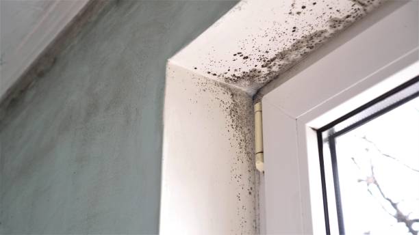 Best Mold Remediation  in Springdale, OH