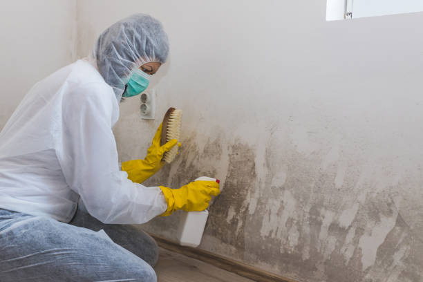 Office Mold Removal Services in Springdale, OH