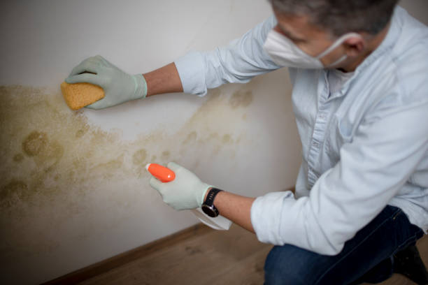 Home Mold Removal in Springdale, OH