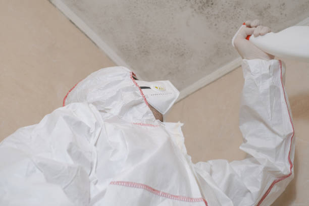 Best Mold Damage Repair  in Springdale, OH