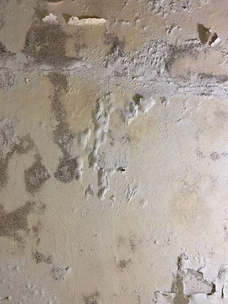 Attic Mold Removal in Springdale, OH