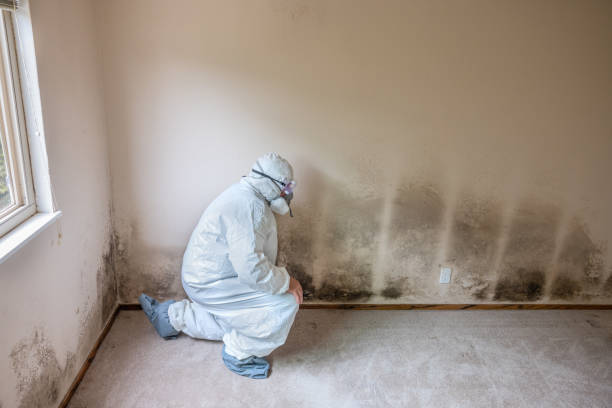 Best Mold Inspection  in Springdale, OH