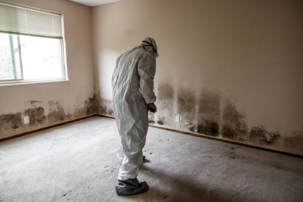 Best Local Mold Removal Service  in Springdale, OH